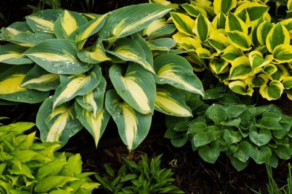 Types of Hostas A Comprehensive Guide