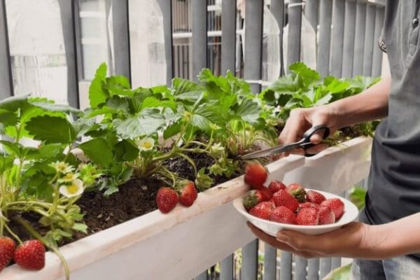 How to Successfully Grow Strawberries Indoors A Guide