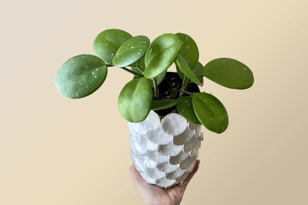 Hoya Obovata A Delightful Addition to Your Indoor Garden