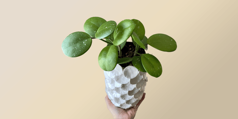 Hoya Obovata A Delightful Addition to Your Indoor Garden