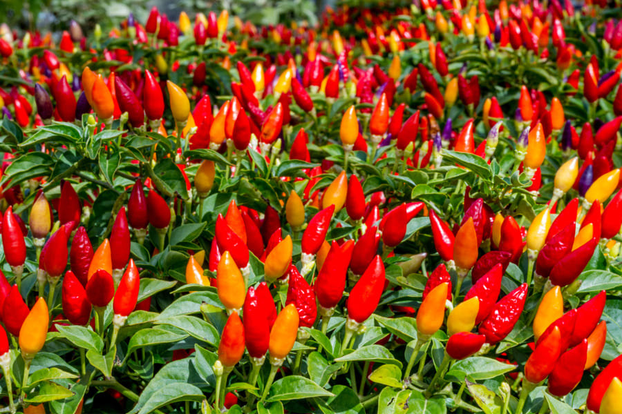 Ornamental Pepper Plant Adding Spice to Your Garden