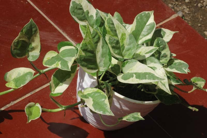 Pothos N Joy is not just a plant; it's a source of joy and beauty for any space. With proper care and maintenance, this charming