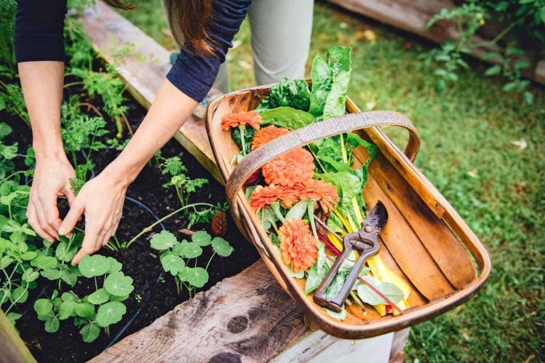 The Joy of Gardening: A Guide for Everyday Planters