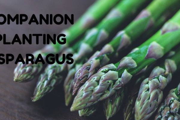 The Power of Asparagus Companion Plants Enhancing Growth and Flavor