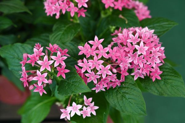 Unlocking the Beauty of Pentas Flowers 7 Astonishing Facts You Didn't Know