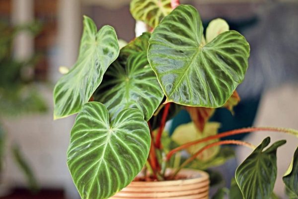 Unlocking the Beauty of Philodendron Gloriosum A Guide to Care and Cultivation