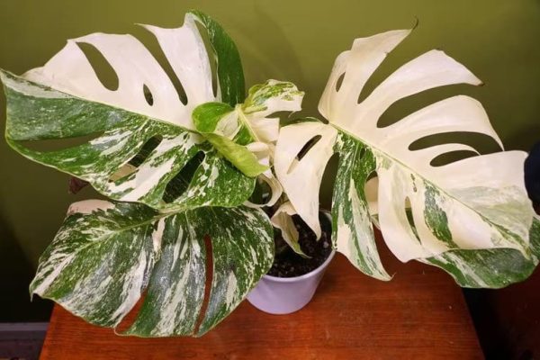 Unlocking the Enigma Monstera Siltepecana