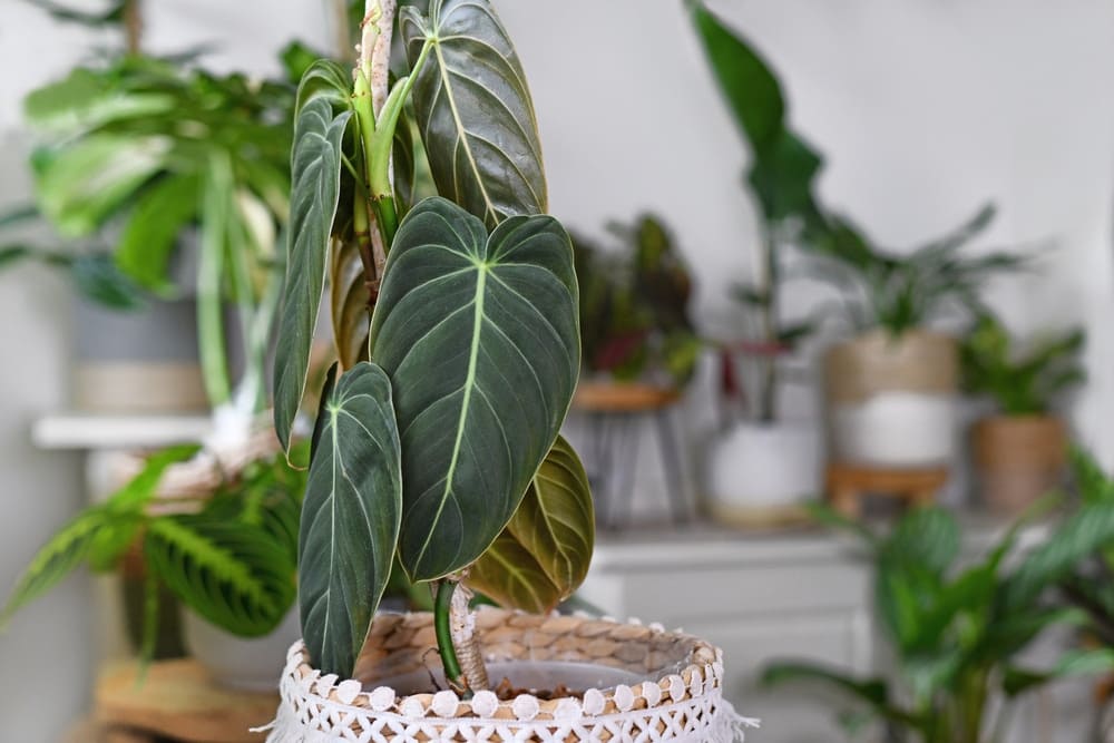 Unveiling the Beauty of Philodendron Melanochrysum A Guide to Cultivation and Care