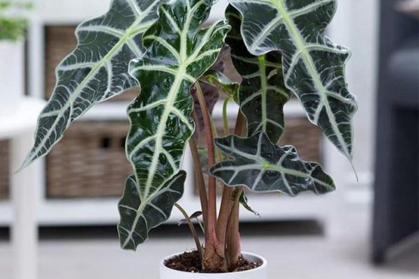 Unlocking the Mysteries of Alocasia Polly Your Ultimate Guide