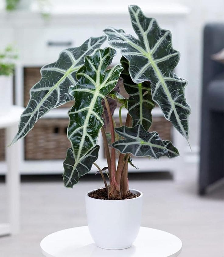 Unlocking the Mysteries of Alocasia Polly Your Ultimate Guide