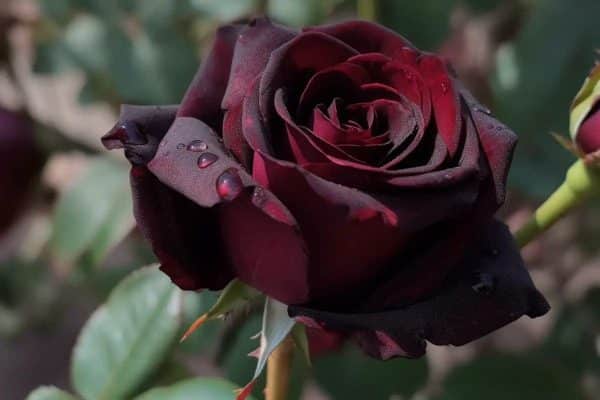 Unraveling the Mystique: The Enigmatic Black Magic Rose Revealed