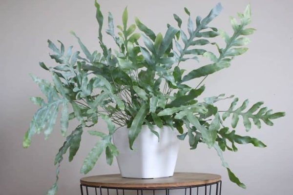 Blue Star Fern: A Verdant Marvel for Your Home