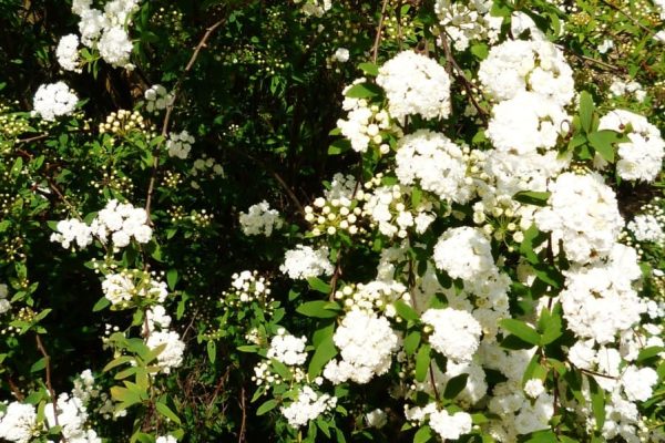 Bridal Wreath Spirea A Timeless Elegance for Your Garden