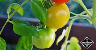 The Power of Determinate Tomato Varieties Cultivating Success in Your Garden