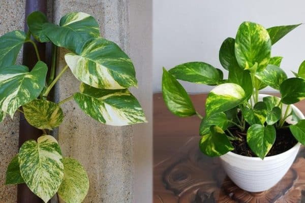 Unveiling the Beauty of Hawaiian Pothos: A Comprehensive Guide