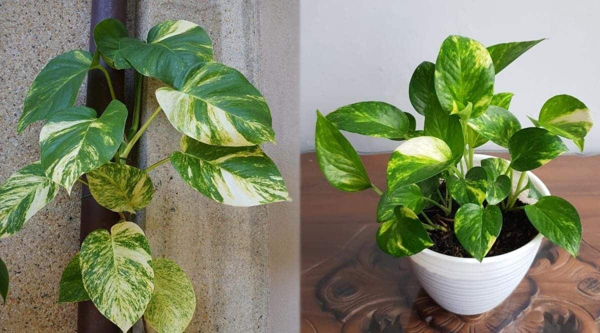 Unveiling the Beauty of Hawaiian Pothos: A Comprehensive Guide