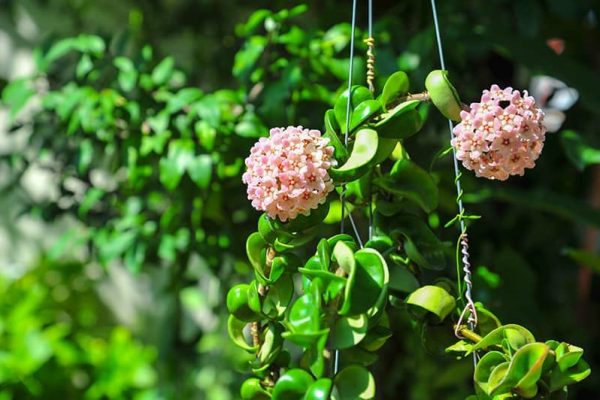 Discover the Fascinating World of Hindu Rope Plant