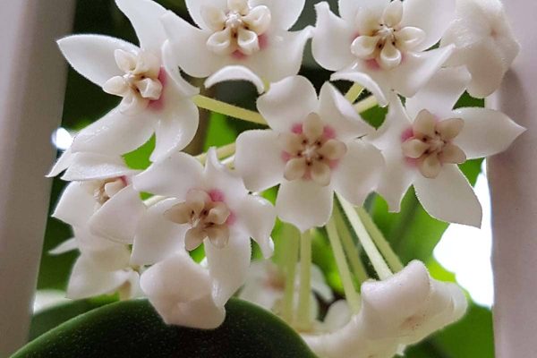 "Unlock the Beauty Everything You Need to Know About Hoya Australis"