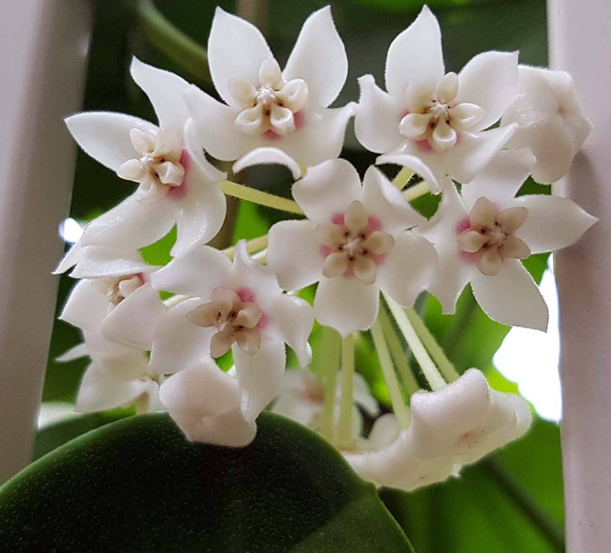 "Unlock the Beauty Everything You Need to Know About Hoya Australis"
