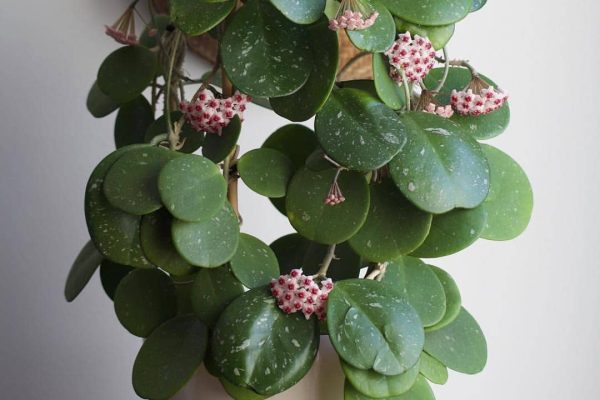 Discovering the Beauty of Hoya Obovata A Comprehensive Guide