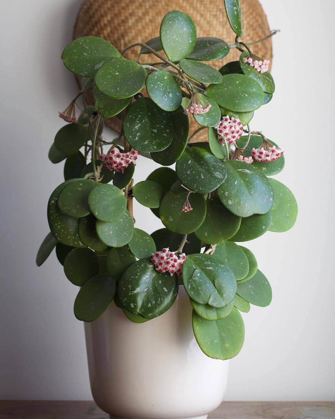 Discovering the Beauty of Hoya Obovata A Comprehensive Guide