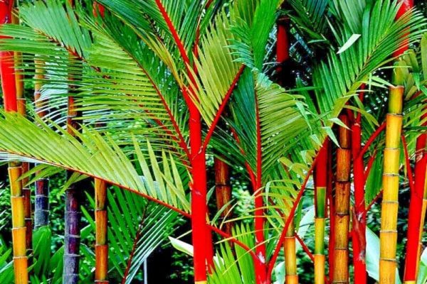 Lipstick Palm: A Stunning Addition to Your Indoor Oasis
