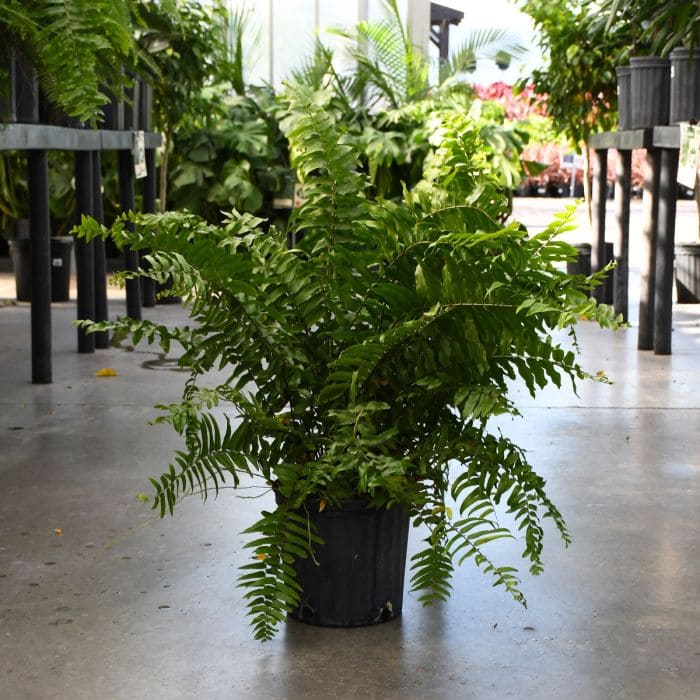 The Mighty Macho Fern A Green Wonder for Your Home