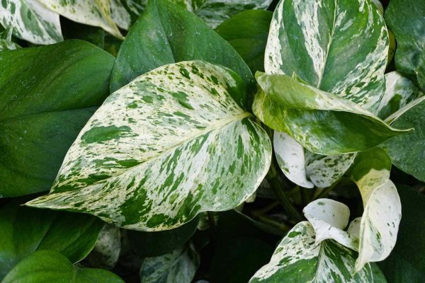 How to Care for Your Marble Pothos: A Beginner's Guide