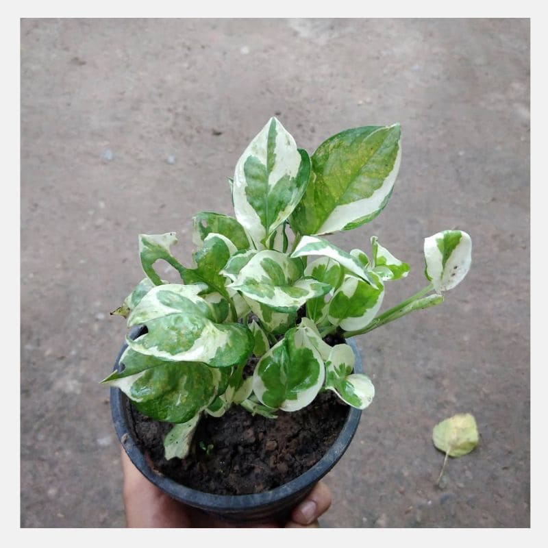 Unlock the Secrets of Njoy Pothos Your Ultimate Guide to Lush Greenery