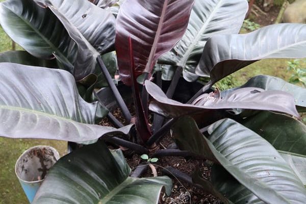 Philodendron Black Cardinal The Majesty of Deep Purple Foliage