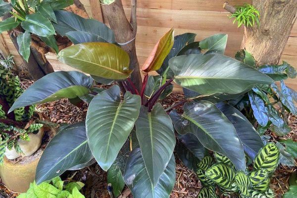 Unlock the Beauty of Philodendron Congo Rojo: A Comprehensive Guide
