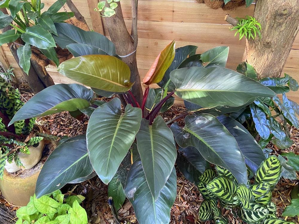 Unlock the Beauty of Philodendron Congo Rojo: A Comprehensive Guide