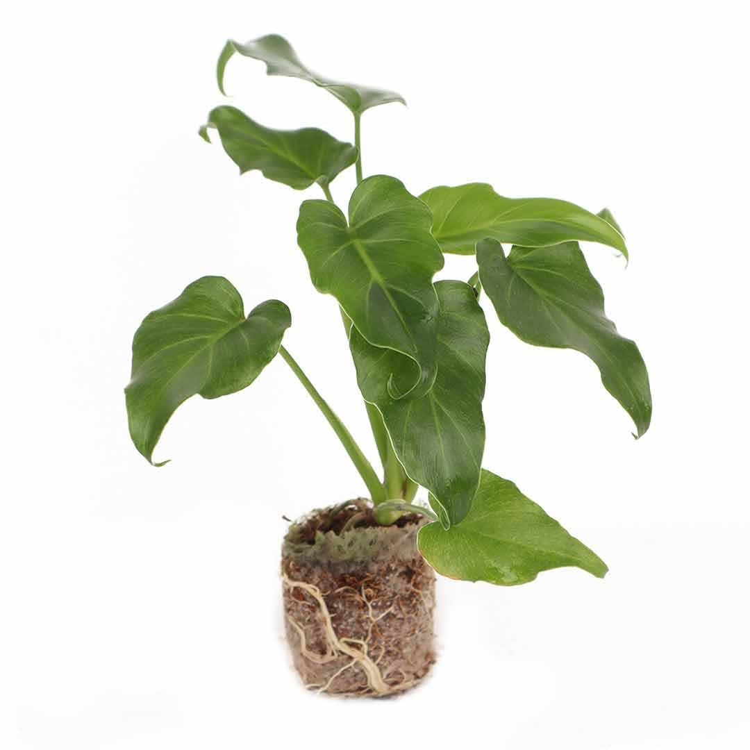 Philodendron Rugosum A Leafy Delight for Your Home