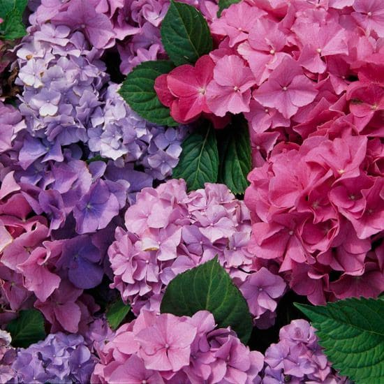 Pink and Purple Flowers: Adding Color to Life