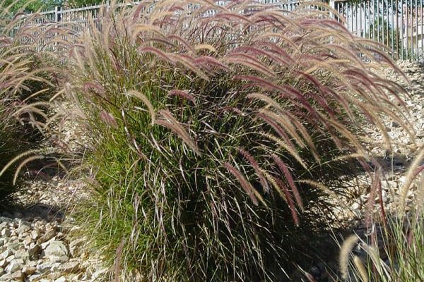 Unveiling the Beauty: 10 Reasons Why Red Fountain Grass Enlivens Your Landscape
