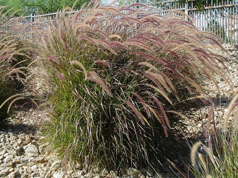 Unveiling the Beauty: 10 Reasons Why Red Fountain Grass Enlivens Your Landscape