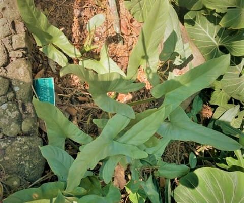 Discover the Enchantment of Silver Sword Philodendron A Guide to Care and Cultivation