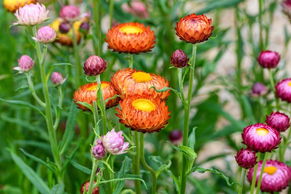 Strawflowers: A Burst of Color and Symbolism