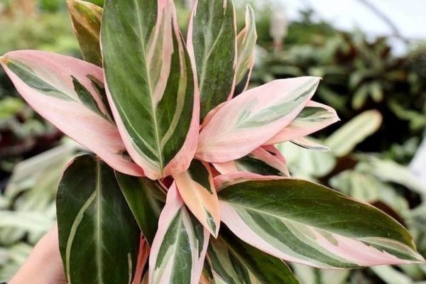 Unveiling the Beauty of Stromanthe Triostar A Guide to Care and Cultivation