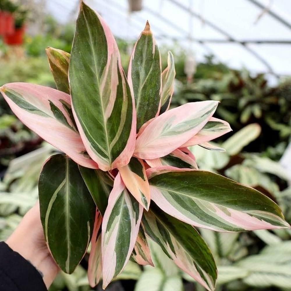 Unveiling the Beauty of Stromanthe Triostar A Guide to Care and Cultivation
