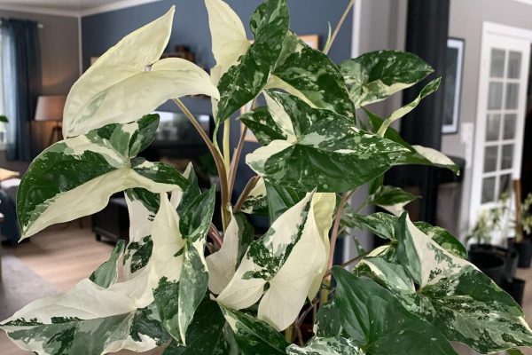 Unlocking the Mysteries of Syngonium Albo A Guide to Care and Cultivation