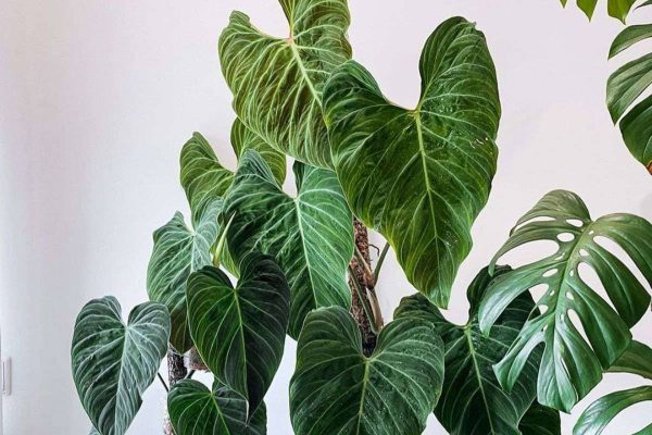 Philodendron Splendid Unraveling the Beauty and Charm of a Timeless Houseplant