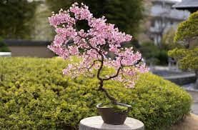 The Tranquil Elegance of Cherry Blossom Bonsai A Timeless Art Form
