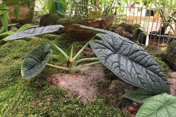 Alocasia Maharani A Complete Guide to Care, Maintenance, and Elegance