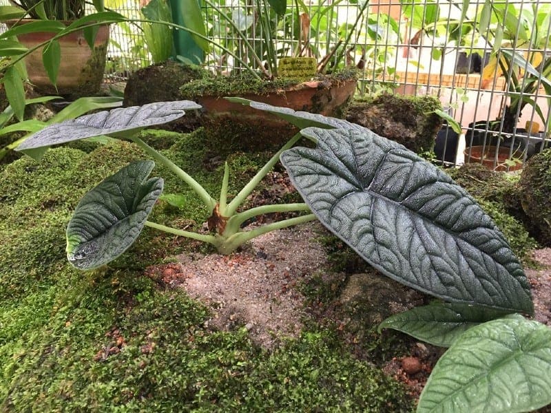 Alocasia Maharani A Complete Guide to Care, Maintenance, and Elegance