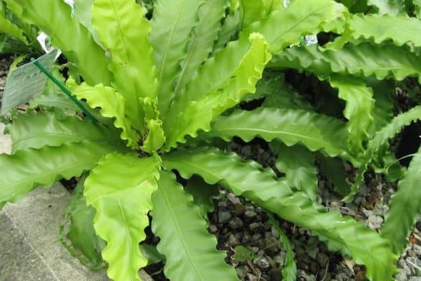 Unveiling the Beauty and Benefits of Asplenium Antiquum A Comprehensive Guide