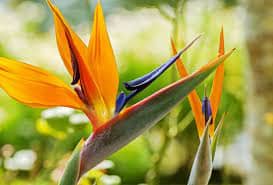 From their origins in South Africa to their widespread popularity in gardens and interiors worldwide, Birds of Paradise plants continue to captivate admirers with their exotic charm and timeless appeal.
