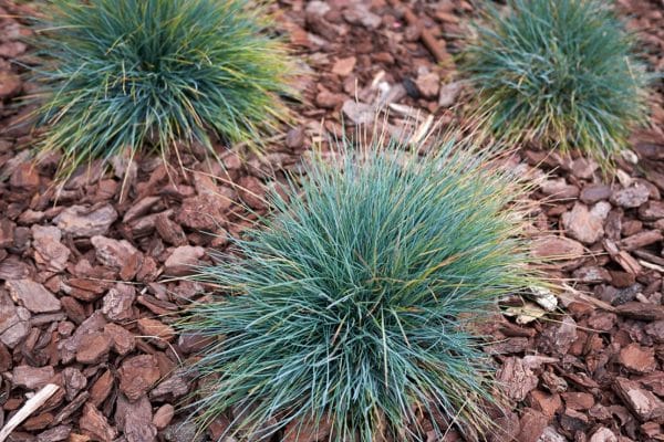 Exploring the Beauty and Benefits of Blue Grass A Guide to Festuca