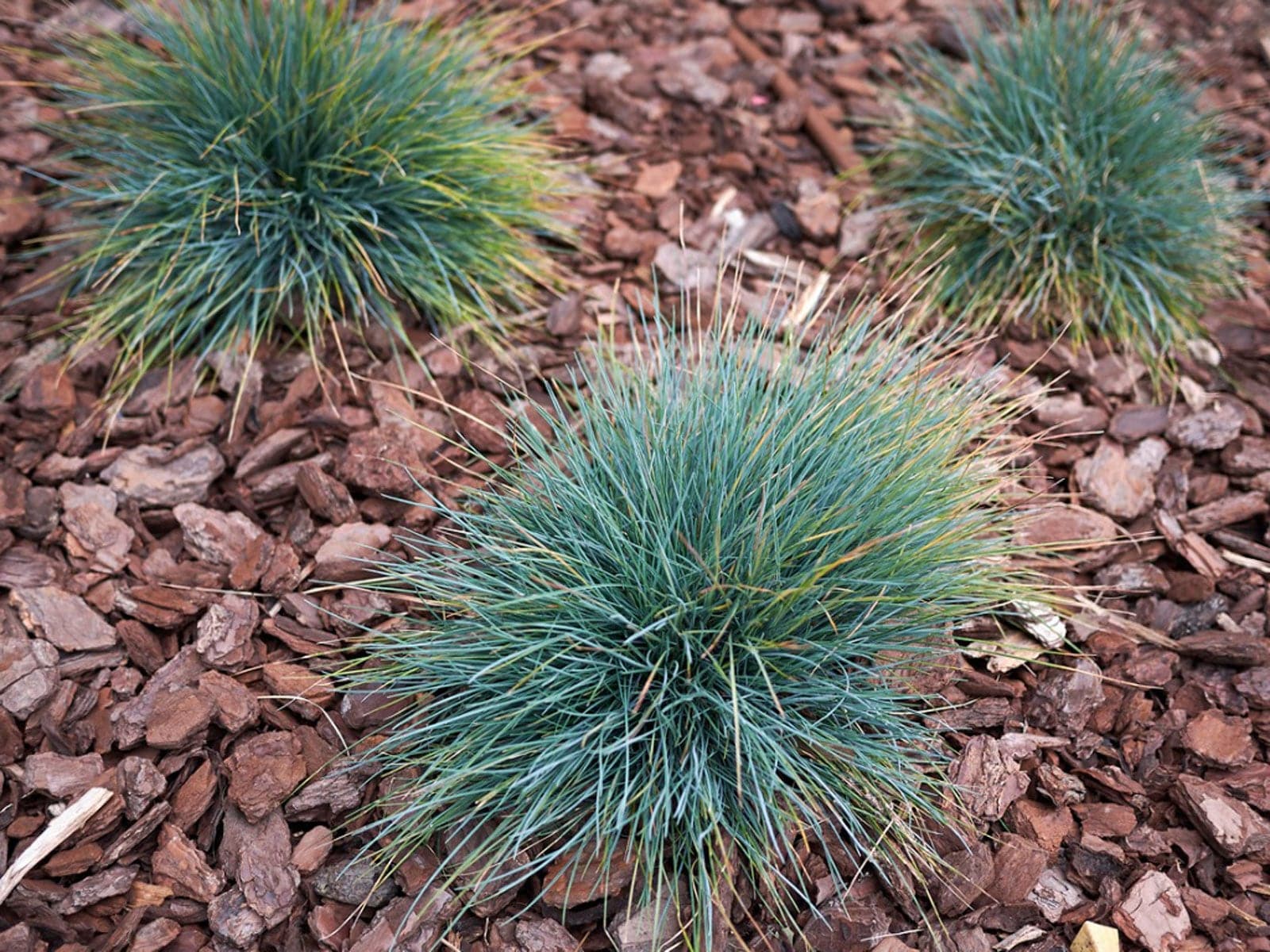 Exploring the Beauty and Benefits of Blue Grass A Guide to Festuca