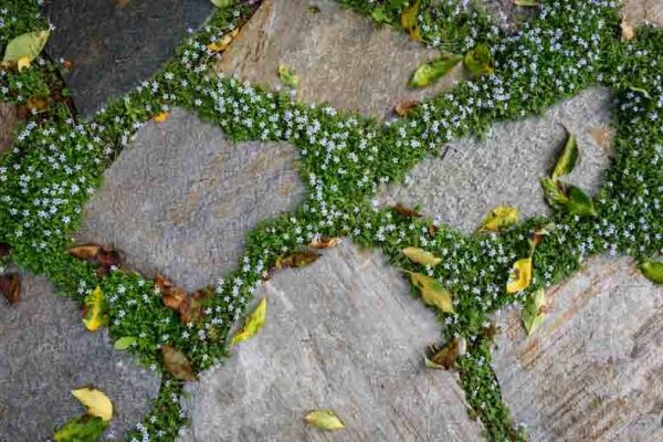 Unveiling the Beauty of Blue Star Creeper A Complete Guide to Planting and Care